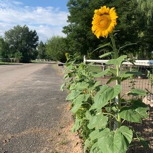 Meet your Posher, Tara